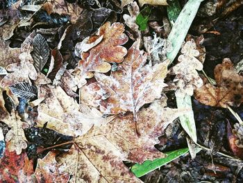 Close-up of autumn tree