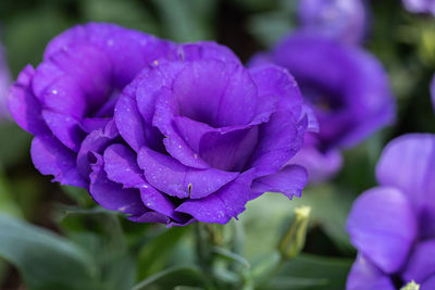 Close-up of purple flowering plant