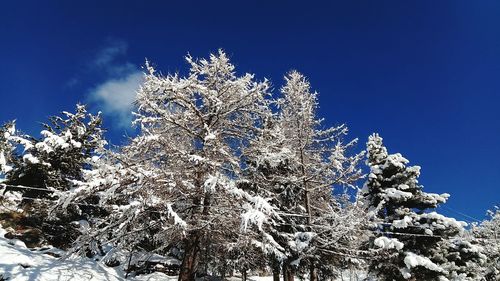 Low angle view of pine tree against clear blue sky