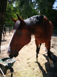 Close-up of horse on field