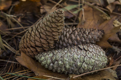 Dry pine cones in autumn in the forest