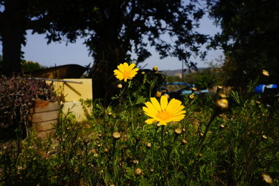 Yellow flowers blooming on field