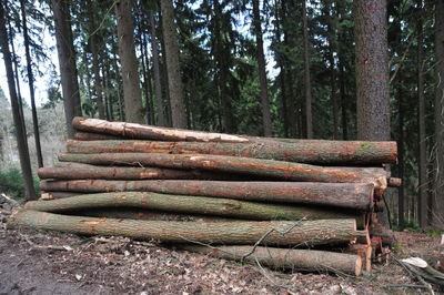 Pine trees in forest