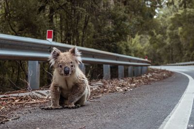 Portrait of a dog sitting on road