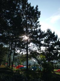 Palm trees against sky