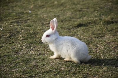 A white rabbit in park
