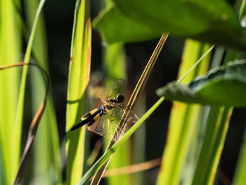 Close-up of a dragonfly perched on the grass in the evening light.