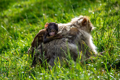 Dog on grassy field