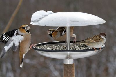 Close-up of bird perching on feeder