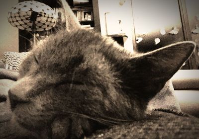 Close-up of cat sleeping