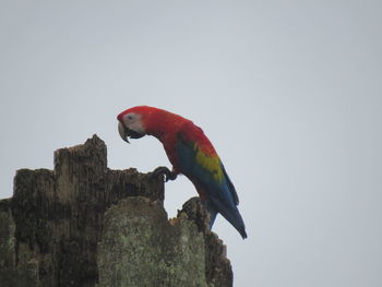 Low angle view of a bird perching on a tree