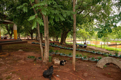 View of birds in park