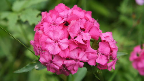 Bunch of pink flowers blooming outdoors