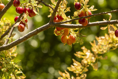 Close-up of plant