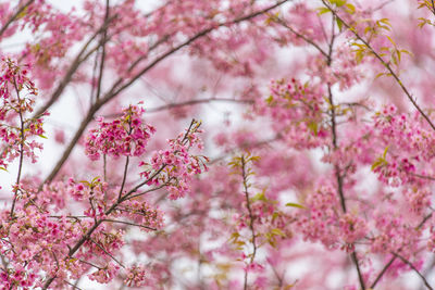 Low angle view of pink cherry blossom