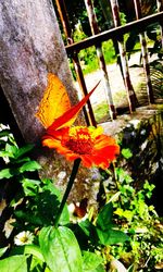 Close-up of orange flower blooming on tree