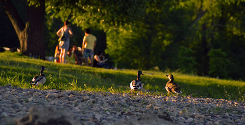 Ducks on grass