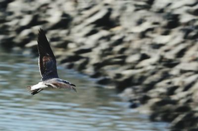 Bird flying over water