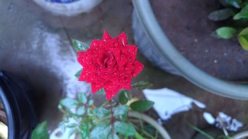 Close-up of red rose flower in pot