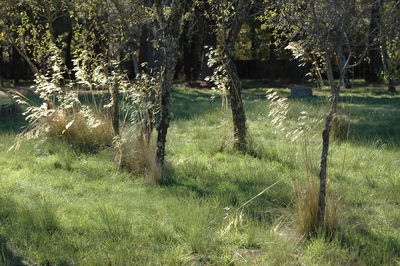 Trees growing in field