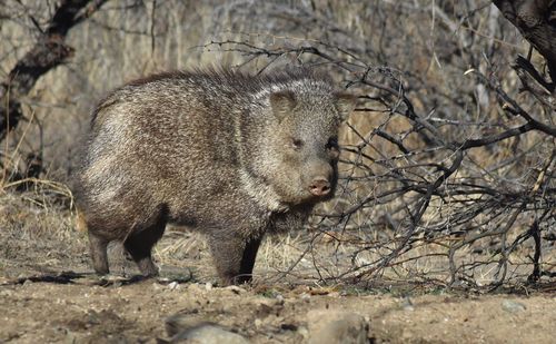 Side view of elephant on land