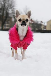 Portrait of dog on snow