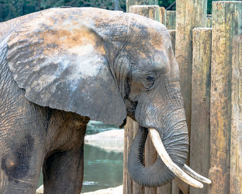 Side view of elephant by wooden fence at montgomery zoo