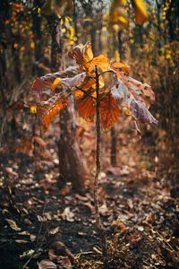Close-up of autumn leaves on field