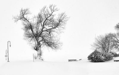 Bare tree against clear sky during winter