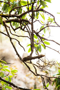 Low angle view of flowering tree