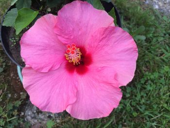 Close-up of pink hibiscus flower