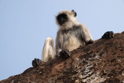 Gray langur on wall at amber fort in jaipur, rajasthan, india