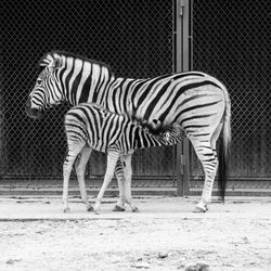 Zebra grazing in zoo