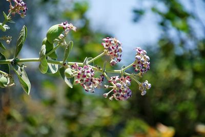 Close-up of flowering plants against blurred background