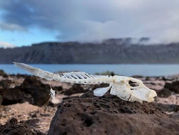 Close-up of animal skull on rock