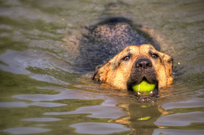 High angle portrait of dog swimming in water