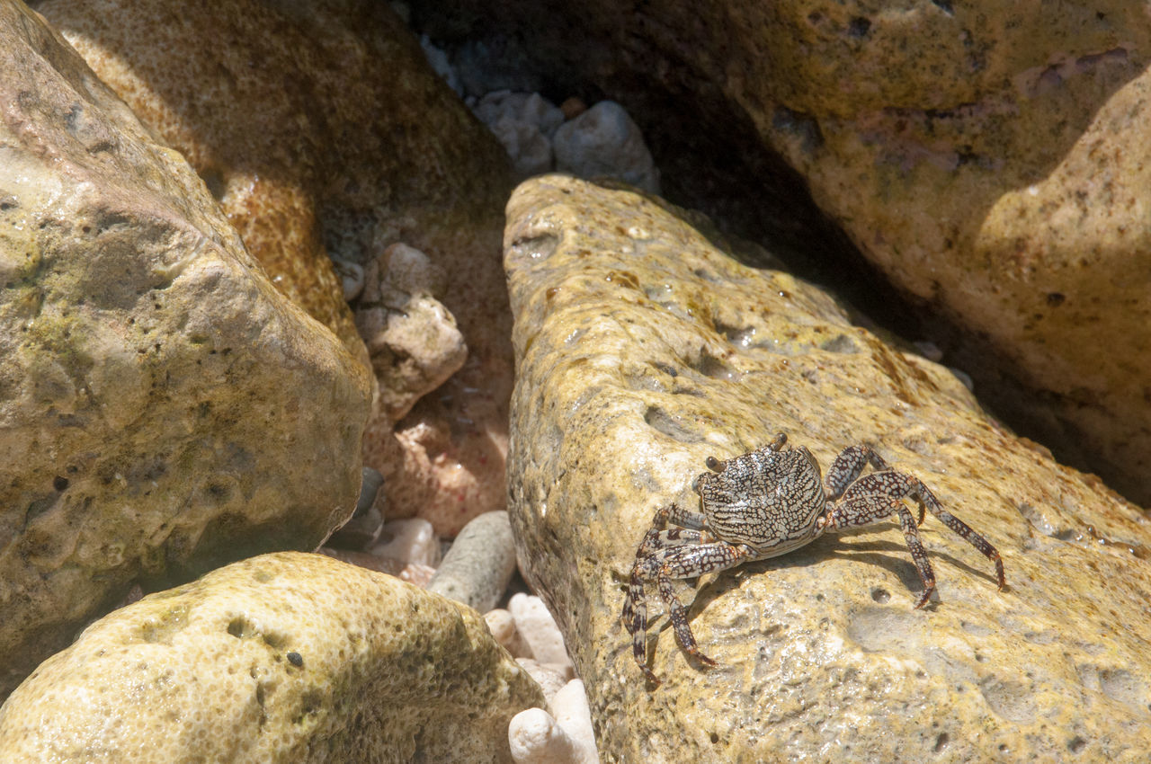 rock, nature, animal themes, animal, animal wildlife, wildlife, no people, water, land, reptile, cave, one animal, day, sea, outdoors, geology, sunlight, rock formation, high angle view