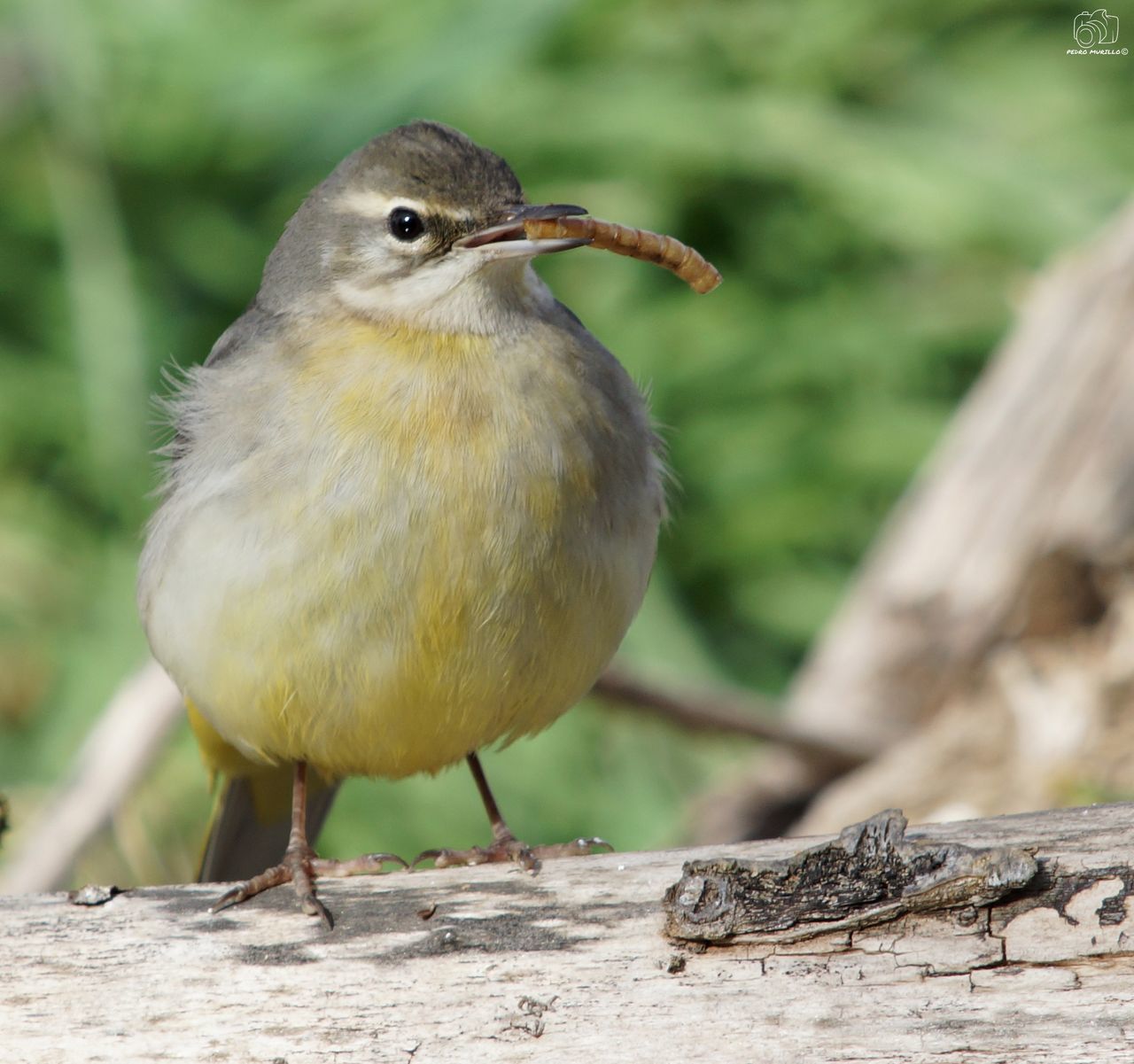 bird, animals in the wild, animal wildlife, vertebrate, one animal, focus on foreground, close-up, perching, wood - material, day, nature, no people, looking, outdoors, selective focus, front view, plant