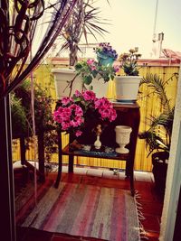 Potted plant on chair outside house against building