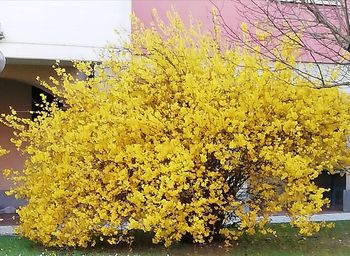 Close-up of yellow flowering plant