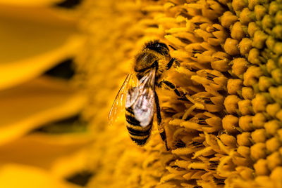 Close-up of bee pollinating on yellow flower