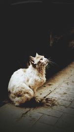 Close-up of cat on black background