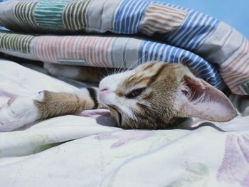 Close-up of kitten resting on bed