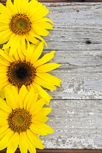 Close-up of sunflower blooming outdoors