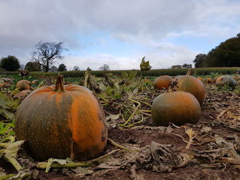 Pumpkins on field against sky