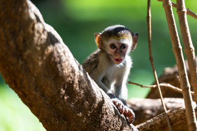 Close-up of monkey on tree branch