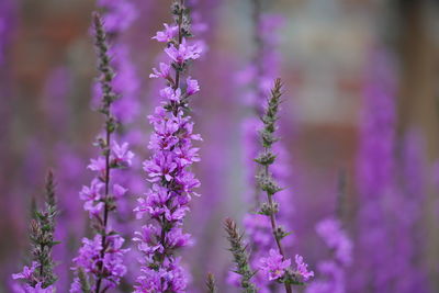 Close-up of purple flowering plant