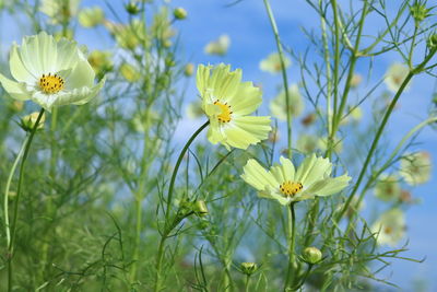 Close-up of yellow daisy flowers growing on field