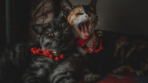 Portrait of cats relaxing at home