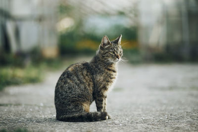 Cat sitting on footpath